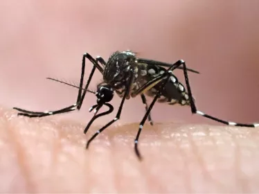 Femelle d'Aedes aegypti - Institut Pasteur de la Guyane