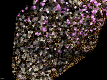 Cellules souches - Danio rerio - Institut Pasteur
