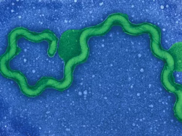 Bactérie spirochète - Crédit Institut Pasteur