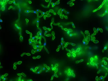 candida albicans - institut pasteur