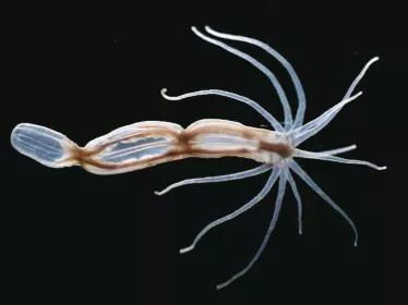 L’anémone de mer, un animal qui cache bien sa complexité