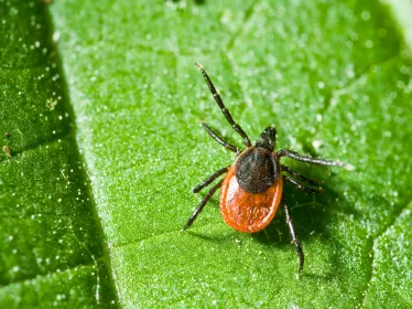 Ixodes ricinus - Institut Pasteur