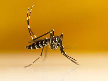 Aedes albopictus - Institut Pasteur