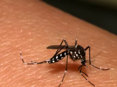 Aedes Albopictus