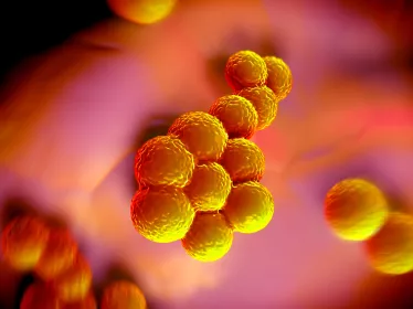Staphylococcus aureus - Institut Pasteur