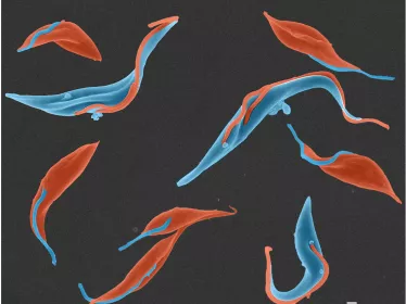 trypanosomes - institut pasteur