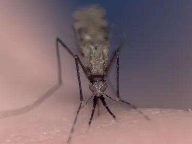 Moustique et paludisme Institut Pasteur