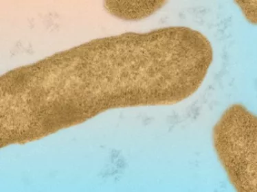 Elizabethkingia anophelis, microscopie électronique. © Institut Pasteur
