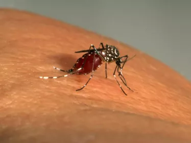 Aedes Aegypti - Institut Pasteur