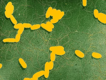 Salmonella - Institut Pasteur