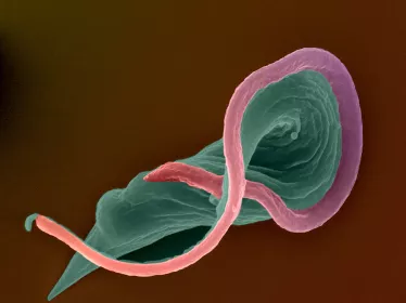 Infection et épidémiologie - Institut Pasteur