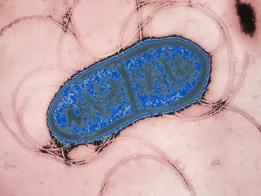 Serratia marcescens - Institut Pasteur
