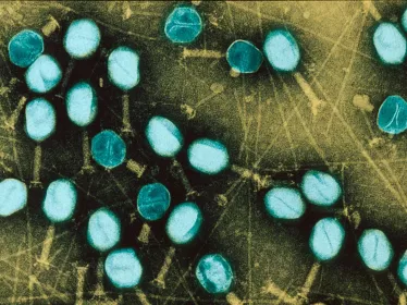 bacteriophage escherichia coli - Institut Pasteur