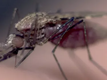  Moustique Anopheles gambiae