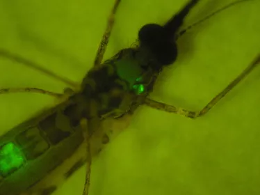 Anopheles stephensi infectée par Plasmodium berghei. 