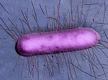 E. coli - institut pasteur