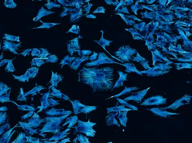 Cancer Initiative at Institut Pasteur