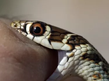 Morsure de serpent - Institut Pasteur