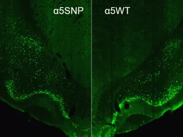 mutation SNPα5 - tabac -alcool - Institut Pasteur