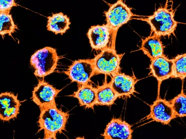 Nanotubes - Institut Pasteur