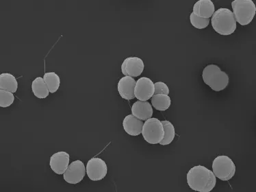 Neisseria meningitis - Institut Pasteur