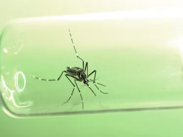Aedes aegypti - Institut Pasteur 