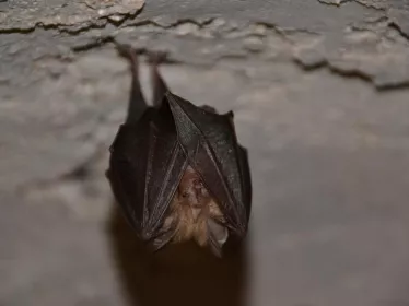 chauve-souris - Institut Pasteur