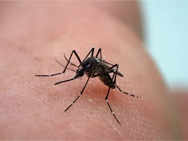 Le moustique Aedes aegypti est vecteur de la dengue, du chikungunya, de la fièvre jaune et de zika