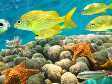 Photo illustrative, prise de vue sous-marine, poissons colorés