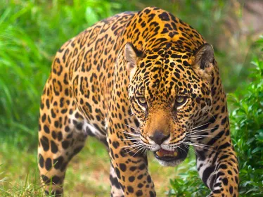 Photographie illustrative du Guyana, jaguar en forêt