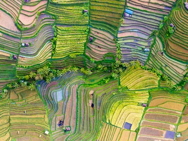 Photographie illustrative, Indonésie, cultures de riz en terrasse vues du ciel