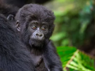 Photo illustrative de la république du Congo, parc national, gorilles