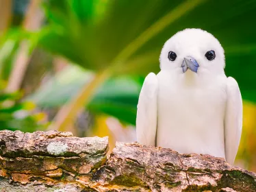 Photo illustrative, oiseau fantôme sacré - espèce Sterna nereis), oiseau commun aux Seychelles