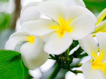 Photographie illustrative de Vanuatu, Fleurs de tiaré