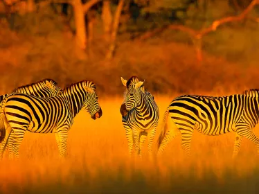 Photographie illustrative, zèbres dans la savane du Zimbabwe