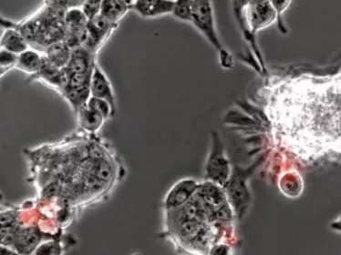 Eclairage sur la réplication du SARS-CoV-2 dans des cellules de chauve-souris