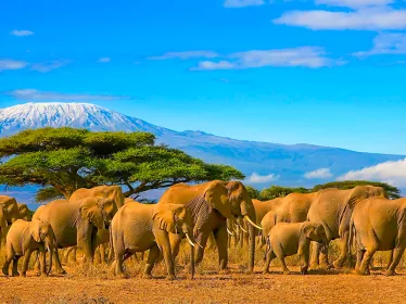 Photographie illustrative du Kenya, troupeau d'éléphants au loin la montagne du Kilimanjaro