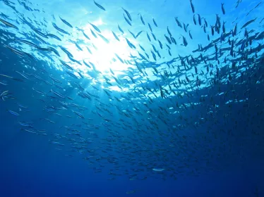 Quels sont les premiers ancêtres de nos poissons modernes ?