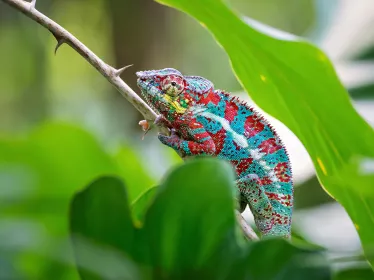 Photo illustrative Madagascar 