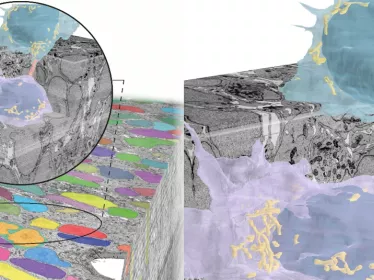 Identification de tunnels connectant les neurones dans le cerveau en développement