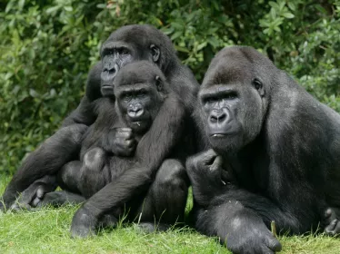 Western lowland gorilla © AdobeStock