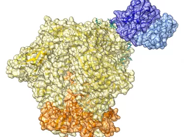 Rémission de l’infection par le VIH-1 : découverte d’anticorps neutralisants à large spectre impliqués dans le contrôle du virus