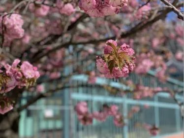 Cherry blossom and Pasteur Glasshouse