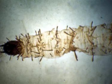 Phlebotomus perfiliewi