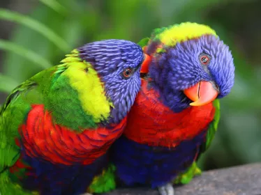 Photo illustrative de la Guadeloupe