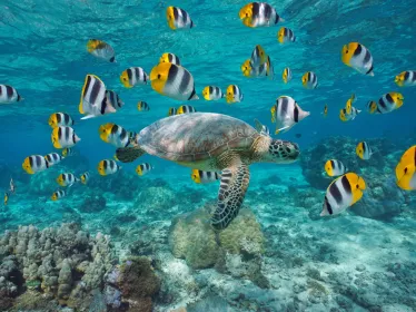 Photo illustrative sous marine de la Polynésie 