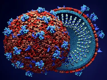 coronavirus © Adobe Stock