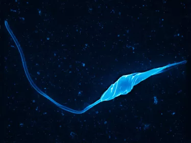  Leishmania major copyright Institut Pasteur