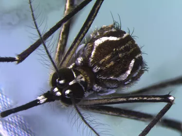 Femelle d'Aedes aegypti © Institut Pasteur de la Guyane - photo Pascal Gaborit