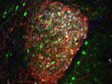  Les neurones de l'amygdale centrale median et les réponses de peur © Institut Pasteur/Ferdinand Jagot